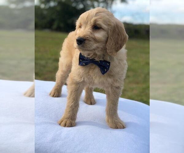 Medium Photo #12 Goldendoodle Puppy For Sale in KISSIMMEE, FL, USA