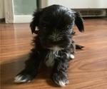 Small #2 Morkie