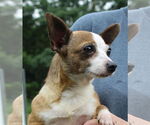 Small #3 Chihuahua