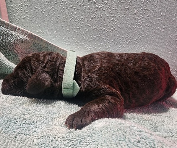 Medium Photo #3 Poodle (Standard) Puppy For Sale in CLAYTON, WA, USA