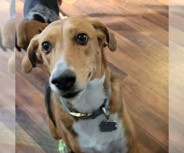 Medium Photo #6 Beagle-Unknown Mix Puppy For Sale in Las Vegas, NV, USA