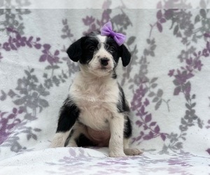 Bluetick Coonhound-Bordoodle Mix Puppy for sale in LAKELAND, FL, USA