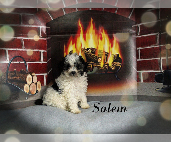 Medium Photo #15 Poodle (Toy) Puppy For Sale in CHANUTE, KS, USA