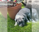 Small Photo #8 French Bulldog Puppy For Sale in HELENA, MT, USA