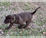 Small Photo #8 Labrador Retriever Puppy For Sale in VINEMONT, AL, USA