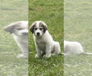 Great Pyrenees Puppy for sale in JACKSONVILLE, FL, USA