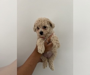 Poodle (Toy) Puppy for sale in N MIAMI BEACH, FL, USA