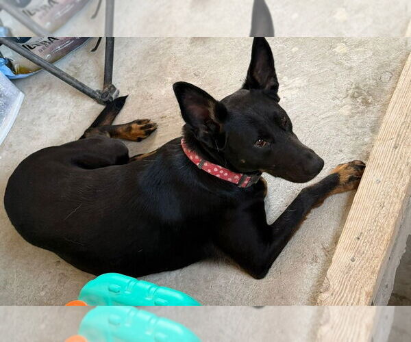 Medium Photo #5 German Shepherd Dog-Unknown Mix Puppy For Sale in Lake Forest, CA, USA