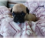 Small Photo #3 Buggs Puppy For Sale in WEST PLAINS, MO, USA
