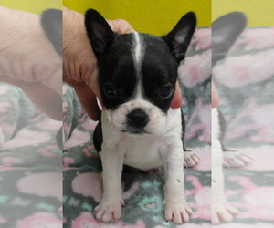 Boston Terrier Puppy for Sale in BEND, Oregon USA