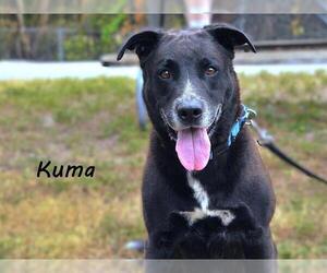 Shepradors Dogs for adoption in Palmetto, FL, USA