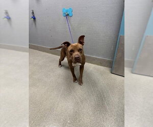 Mutt Dogs for adoption in Las Vegas, NV, USA