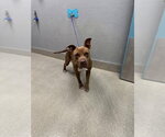 *VINNY - Male Mutt Dog for Adoption - Small photo