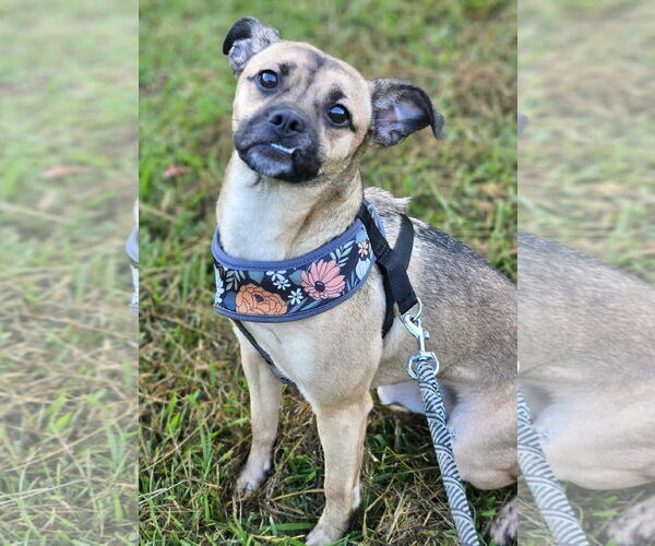 Medium Photo #1 Pug-Unknown Mix Puppy For Sale in Wakefield, RI, USA