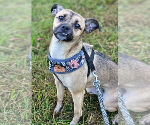 Pug-Unknown Mix Dogs for adoption in Wakefield, RI, USA