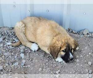 Great Pyrenees-Saint Bernard Mix Puppy for sale in BENSON, AZ, USA