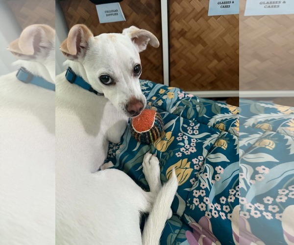 Medium Photo #1 Mutt Puppy For Sale in Escondido, CA, USA