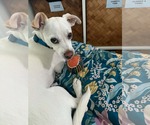 Richie - Male Mutt Dog for Adoption - Small photo