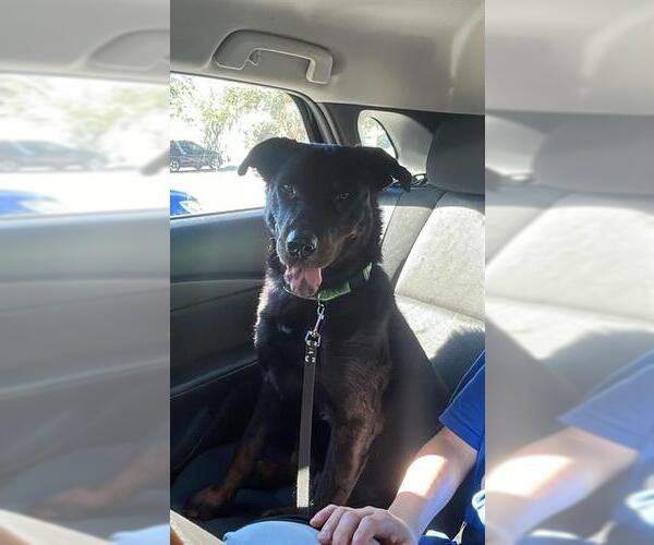 Medium Photo #1 Labrottie Puppy For Sale in San Antonio, TX, USA