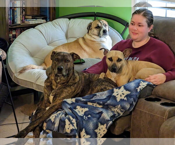 Medium Photo #3 American Staffordshire Terrier-Unknown Mix Puppy For Sale in Arlington, VA, USA