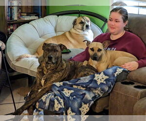 Polly - Female American Staffordshire Terrier-Unknown Mix Dog for Adoption - Photo #3