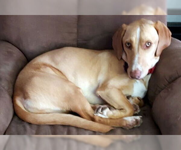Medium Photo #4 Basset Hound-Labrador Retriever Mix Puppy For Sale in Deepwater, NJ, USA