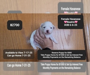 Havanese Puppy for sale in TUCSON, AZ, USA