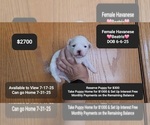 Small Havanese