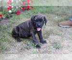 Puppy Cleo Cane Corso