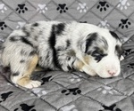 Small Photo #5 Australian Shepherd Puppy For Sale in SALISBURY, NC, USA