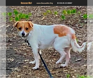 Chihuahua-Unknown Mix Dogs for adoption in Benton, PA, USA