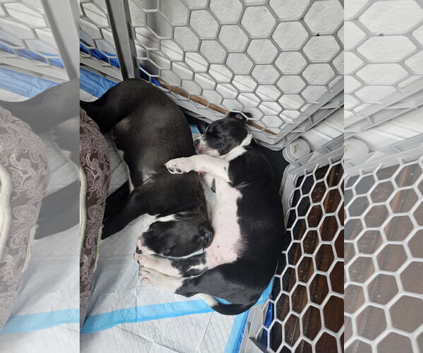Medium Photo #3 Labrador Retriever Puppy For Sale in The Woodlands, TX, USA