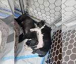 Small #2 Labrador Retriever