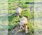 Puppy Waylon Cocker Spaniel