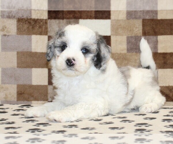 Medium Photo #2 Bernedoodle (Miniature) Puppy For Sale in DENVER, PA, USA