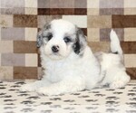 Small #1 Bernedoodle (Miniature)