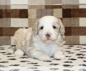 Bernedoodle (Miniature) Puppy for sale in DENVER, PA, USA