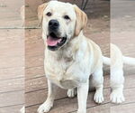 Small Labrador Retriever