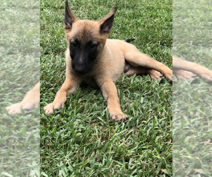 Malinois Puppy for sale in BREMEN, GA, USA
