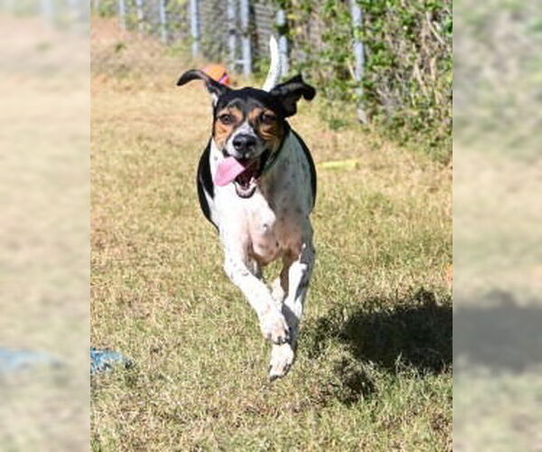 Medium Photo #4 Bluetick Coonhound Puppy For Sale in Glen Allen, VA, USA
