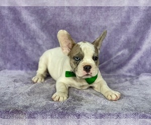 French Bulldog Puppy for sale in LANCASTER, PA, USA