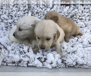 English Cream Golden Retriever Puppy for sale in MIAMI, FL, USA