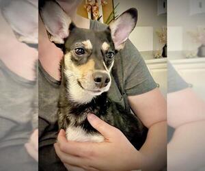 Chihuahua-Unknown Mix Dogs for adoption in San Antonio, TX, USA