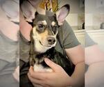 Small Chihuahua Mix