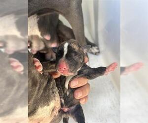American Pit Bull Terrier-Unknown Mix Dogs for adoption in Houston, TX, USA