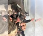 Small American Pit Bull Terrier Mix