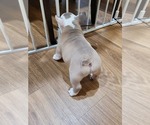 Small Photo #11 French Bulldog Puppy For Sale in GARLAND, TX, USA