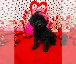 Small #3 Poodle (Miniature)-Poodle (Toy) Mix