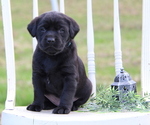 Puppy Morgan Labrador Retriever