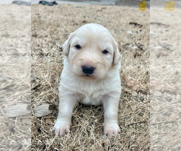 Medium Photo #2 Maremma Sheepdog Puppy For Sale in LECOMPTON, KS, USA